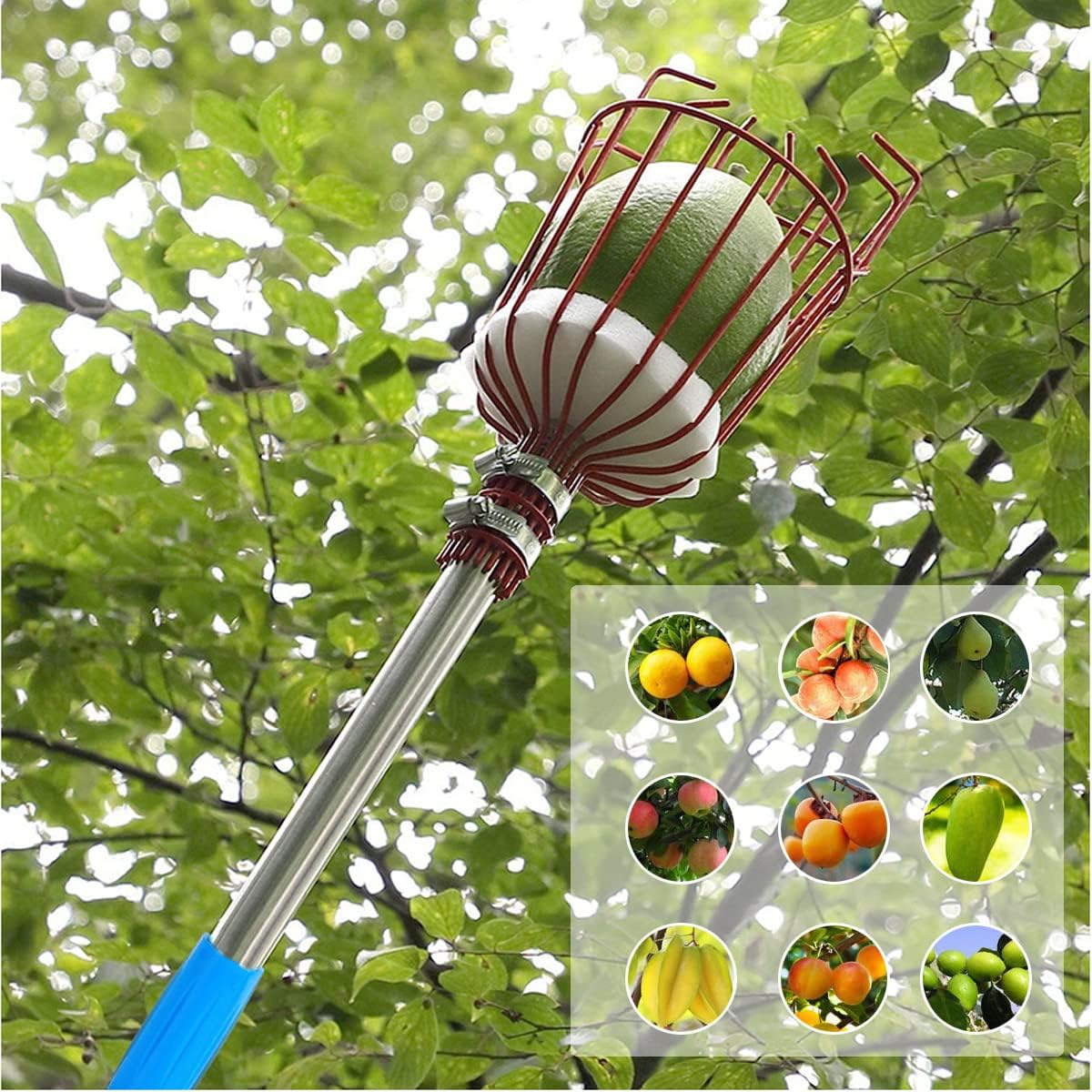 Fruit Picker Tool- Height Adjustable Fruit Picker with Big Basket - 8 ft Apple Orange Pear Picker with Light-Weight Stainless Steel Pole and Extra Fruit Carrying Bag for Getting Fruits (8 ft)